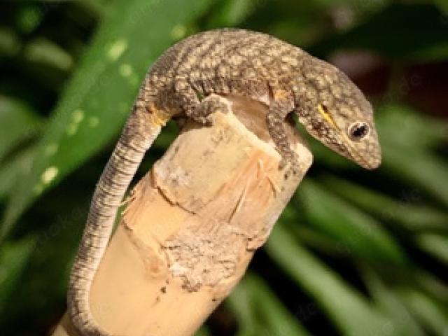 1.0 Chamäleongecko (Eurydactylodes agricolae) - 1