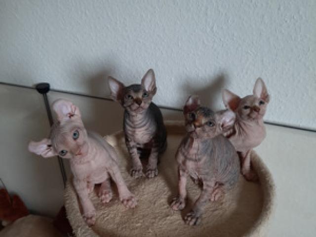 Sphynx und Elf Baby - 1